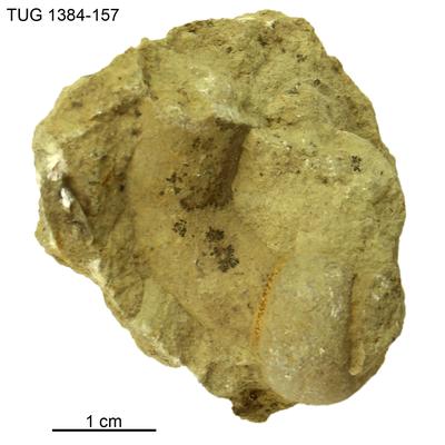 https://files.geocollections.info/large/78/c5/78c54998-50a2-42ee-9370-beabdc2de01b.jpg