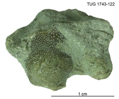 https://files.geocollections.info/large/78/da/78da3a78-dcf9-437c-a8ec-7855f4716367.jpg