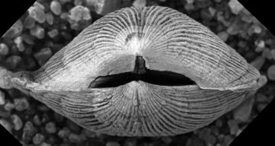 https://files.geocollections.info/large/78/fc/78fc3404-1b1b-47f5-8ae0-7405b6c287f5.jpg