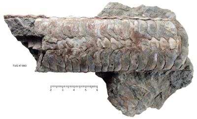 https://files.geocollections.info/large/79/1b/791bea93-c58e-40e8-b317-68257f04aeeb.jpg