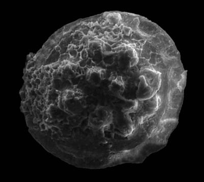 https://files.geocollections.info/large/79/21/7921248b-e36b-40ee-89e5-b4057e5e0c30.jpg
