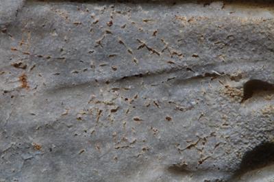 <i></i><br />Kohtla,  m, Kukruse Stage