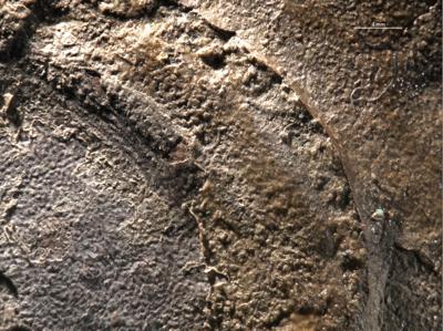 https://files.geocollections.info/large/79/4f/794fc8d9-ccff-4c03-ae82-e99e06bd5c54.jpg