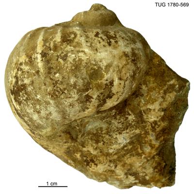 https://files.geocollections.info/large/79/5a/795a91cf-4e75-422b-8508-6d7de95f6de7.jpg