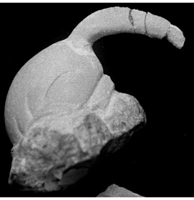 https://files.geocollections.info/large/79/c3/79c3188b-0b75-43aa-9dee-e96edd0db4ad.jpg