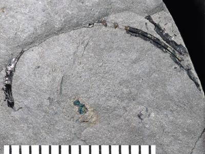 https://files.geocollections.info/large/79/d9/79d938f0-7e7b-4ec0-9f17-354a661bdf9c.jpg