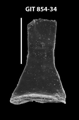 <i><i>Cyathochitina campanulaeformis</i></i><br />Baldone 80 borehole,  m, Kunda Stage (854-34)