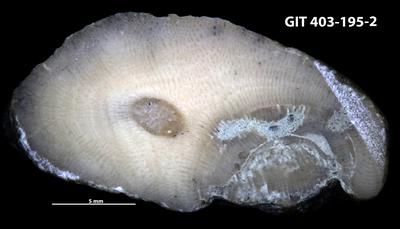 <i>Trypanites isp.</i><br />Ohesaare cliff,  m, Ohesaare Stage