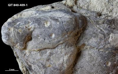 <i></i><br />Hosholm, tower outcrop,  m, Pirgu Stage