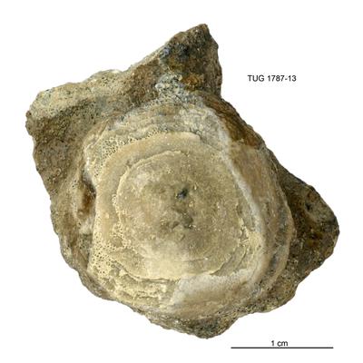https://files.geocollections.info/large/7a/36/7a360aa9-4a9c-46f5-8bea-972744de82fc.jpg