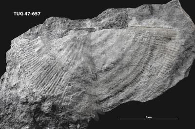 https://files.geocollections.info/large/7a/37/7a37e04c-4576-44f2-b691-a9956d36656d.jpg