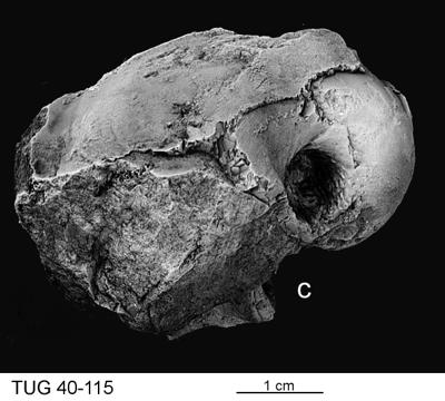 https://files.geocollections.info/large/7a/6c/7a6c70a1-1e61-463e-8c62-1952ab308ddf.jpg