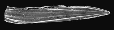 https://files.geocollections.info/large/7a/75/7a754227-d2a5-486c-bb5c-71ae8ffebbfd.jpg