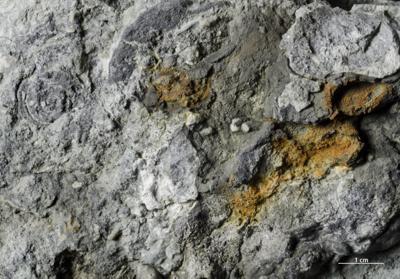 <i>Trypanites isp.</i><br />Vasalemma quarry,  m, Keila Stage