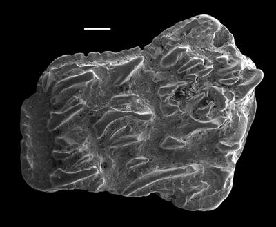 https://files.geocollections.info/large/7a/97/7a971f4e-dca3-4235-b154-4981fc2c84a1.jpg