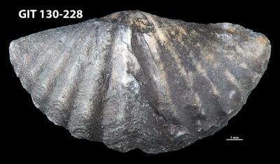 https://files.geocollections.info/large/7a/d0/7ad0d6c2-608c-4d2e-a45e-fc987ac8d962.jpg