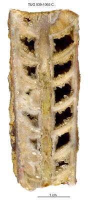 https://files.geocollections.info/large/7a/d6/7ad623a6-d2f3-4131-ac85-8cb50f050e43.jpg