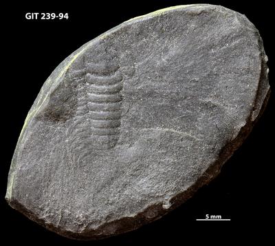https://files.geocollections.info/large/7a/db/7adb822d-3f2d-4073-ade2-850b94320b50.jpg