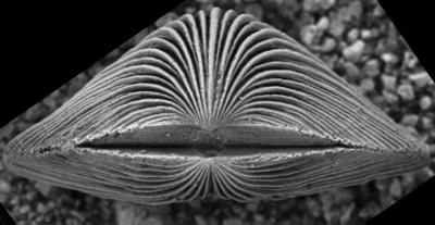https://files.geocollections.info/large/7a/ee/7aee03ba-2aa2-42c6-8ca4-4c5d2482ad08.jpg