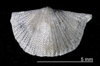 https://files.geocollections.info/large/7a/f1/7af1a42a-70c3-4aec-a6c5-cf06d264002a.jpg