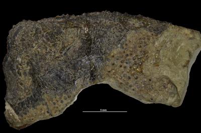 https://files.geocollections.info/large/7a/fe/7afe3ba1-4548-4977-a715-77067062afb7.jpg