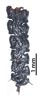 https://files.geocollections.info/large/7a/ff/7aff5a28-541a-4743-8c4c-9d7436214c65.jpg