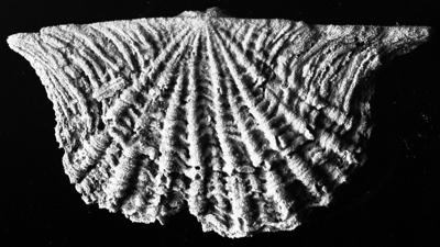 https://files.geocollections.info/large/7b/03/7b0330bc-18fe-4506-9de5-2fbf709afb0a.jpg