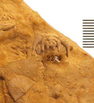 https://files.geocollections.info/large/7b/03/7b03632d-8855-418a-be7e-653aa0049865.jpg