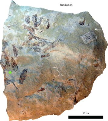 https://files.geocollections.info/large/7b/06/7b069bd6-2433-4685-920a-79b4c655e355.jpg