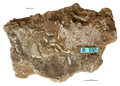 https://files.geocollections.info/large/7b/15/7b151090-df64-476a-868e-263d7c235e39.jpg
