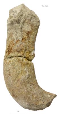 https://files.geocollections.info/large/7b/22/7b22ae83-7424-44bc-9655-4a9a72b2b10a.jpg