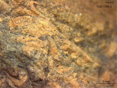 https://files.geocollections.info/large/7b/23/7b23d6bd-c125-423f-b09b-eb6d888f8479.jpg