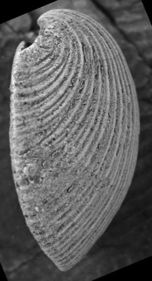 https://files.geocollections.info/large/7b/26/7b26a38a-30f6-4c06-a79d-90606977b090.jpg