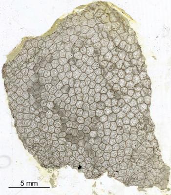 https://files.geocollections.info/large/7b/33/7b33b0b3-adaf-4ec4-ba6c-7a3872197522.jpg