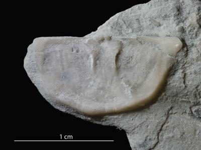 https://files.geocollections.info/large/7b/3f/7b3f966c-4263-48b6-a57c-ca5fefecd444.jpg