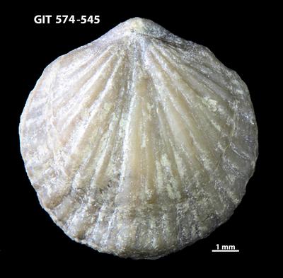 https://files.geocollections.info/large/7b/5c/7b5c8064-3ae1-4ea1-8ae6-1becb088d0a8.jpg