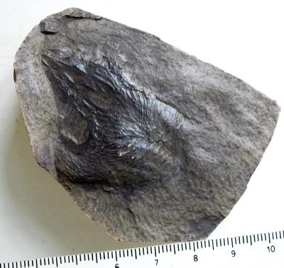 https://files.geocollections.info/large/7b/74/7b74e8d1-afbe-443e-9087-b93cebedf5ce.jpg