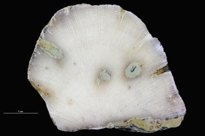 <i>Sanctum isp.</i><br />Aluvere quarry,  m, Haljala Stage