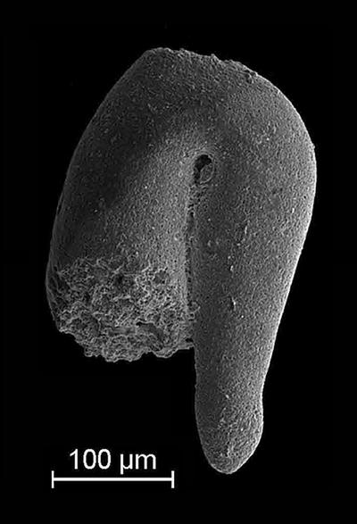 https://files.geocollections.info/large/7b/dd/7bddfe7a-477e-4306-8f37-b0db1056ae95.jpg