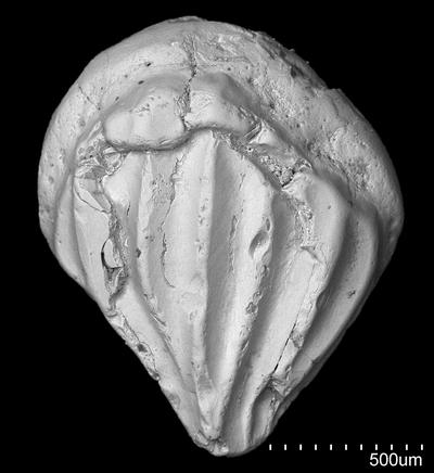 https://files.geocollections.info/large/7b/fd/7bfda667-964e-4bfa-89fc-ed133d9f4be2.jpg