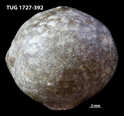 https://files.geocollections.info/large/7c/98/7c98806a-985a-416f-9ef0-c47fdb2709c5.jpg