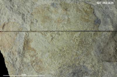 <i>Trypanites? isp.</i><br />Viita trench,  m, Rootsiküla Stage