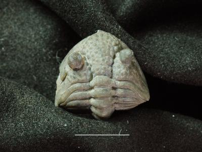 https://files.geocollections.info/large/7c/db/7cdb33e7-5892-4e2a-bee6-fc2f502eb940.jpg