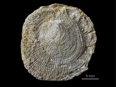 https://files.geocollections.info/large/7c/f4/7cf470df-137f-44e4-8a48-548f83cc8999.jpg