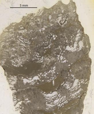 https://files.geocollections.info/large/7d/40/7d4023a7-58be-4319-8353-b75714ae92be.jpg