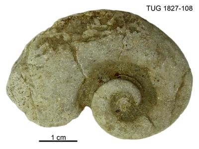 https://files.geocollections.info/large/7d/49/7d49873f-e1fa-417f-9641-39e8d92652a0.jpg