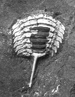 https://files.geocollections.info/large/7d/4d/7d4d0120-e791-499a-ba24-a94ac3d9b815.jpg