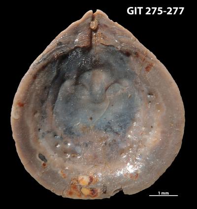 https://files.geocollections.info/large/7d/5b/7d5bd463-02fb-49db-8d30-2fa6db6d7d54.jpg