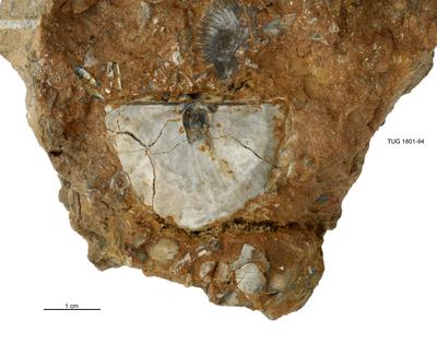 https://files.geocollections.info/large/7d/6f/7d6f1d12-6499-4772-be0e-6cc2b633c066.jpg