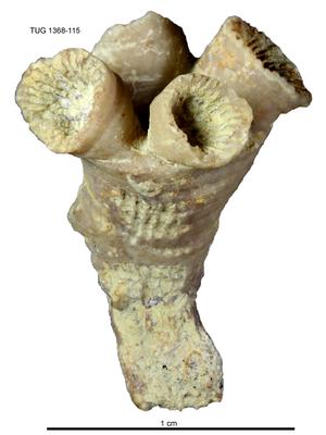 https://files.geocollections.info/large/7d/bd/7dbda1bb-dc63-43ec-a1ab-4f6735f1a26d.jpg